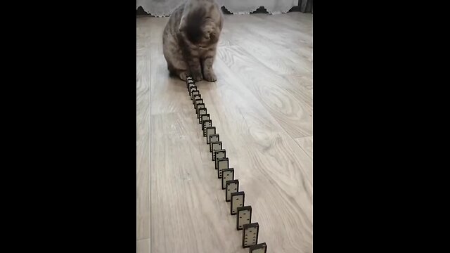 Domino playing cat