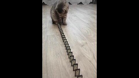 Domino playing cat