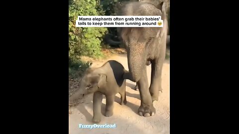 Wild luv