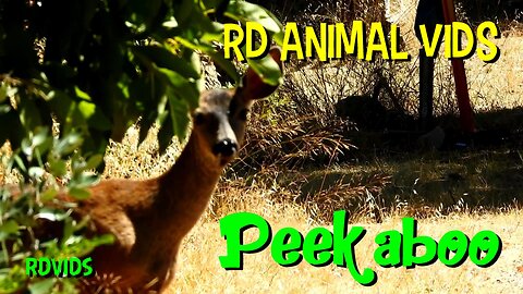 A Sneaky Deer Playing 'Peekaboo' And 'Hide And Seek'