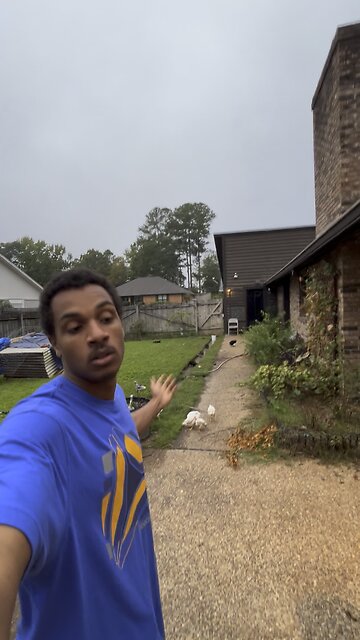 Look at those chickens