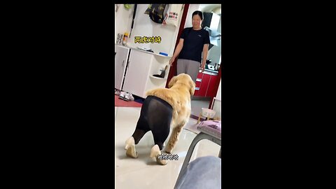 Anjing yang berlagak seperti model lucuu