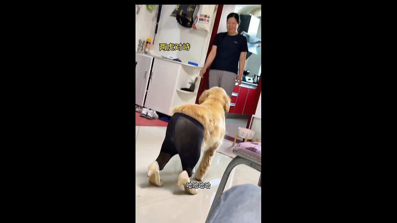 Anjing yang berlagak seperti model lucuu