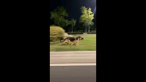 How Fast A Dog Can Ran