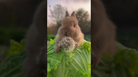 The sound of the little rabbit eating dandelions is so relaxing! Cute Pet Debut Plan Rabbit Pastora