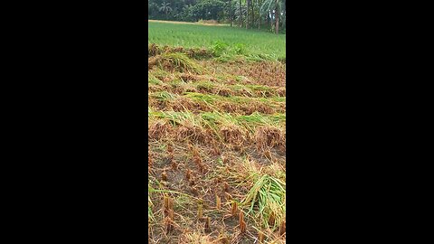 Rice, Bangladesh