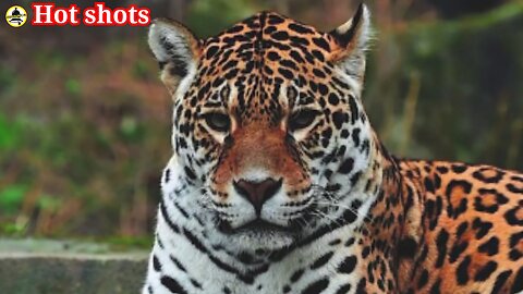 Tigers taming human society