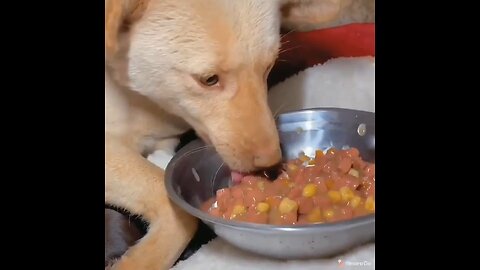 Thank you qute puppy's 🥰😘🐶