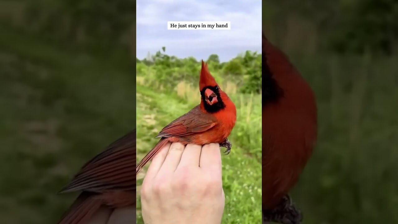 The man saved the red cardinal and they became best friends