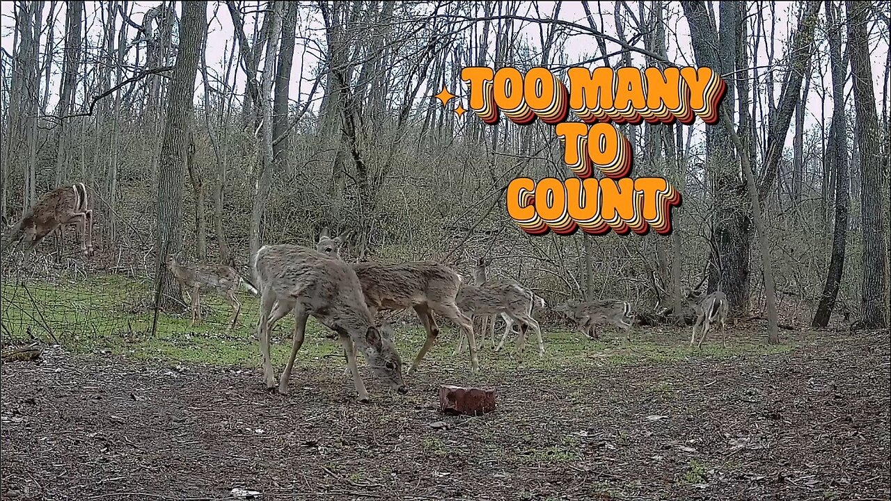 TOO MANY DEER TO COUNT!