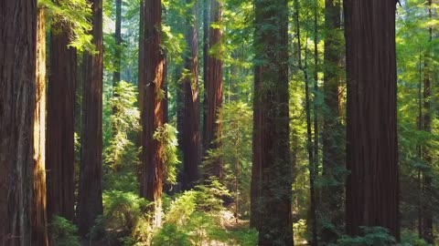 Beautiful Relaxing Music, Peaceful Instrumental Music