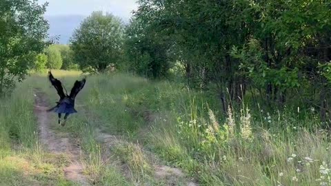 Raven Finds Cash for Owner