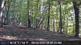 The Woods – 08/25/2025