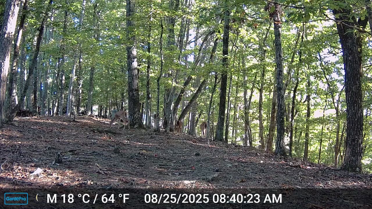 The Woods – 08/25/2025