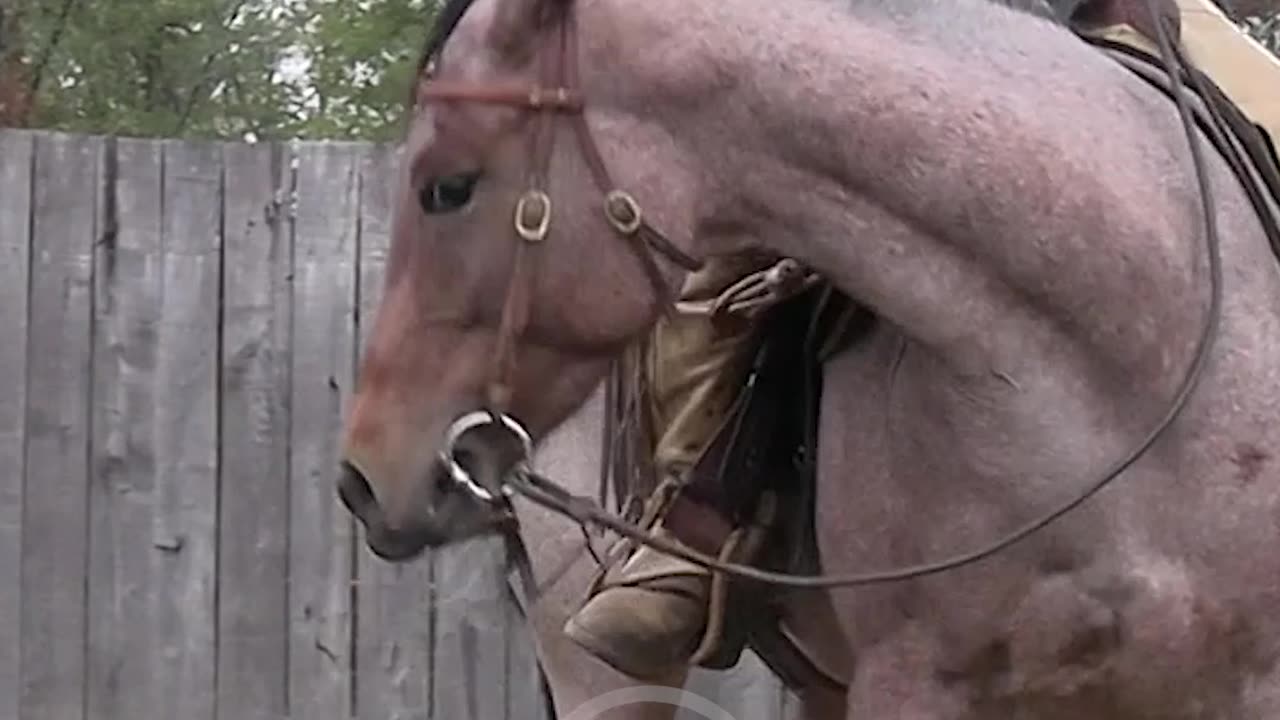 The leg is the cue and the rein is for correction.