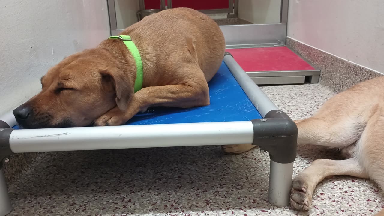 Bruno-right-wants company 3y A869015 Tennessee-on bed 1y A872701 kennel 150 PACC shelter2025831320