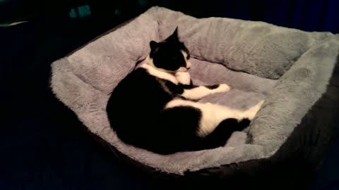 RIO 🙀 AND THE NEW CAT 😾 BED WHICH IS SOFT & NICE BUT TO FULL OF ENERGY ⚡ TO STAY & LOVES TO PLAY ⚽ 🏐