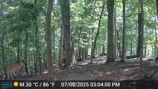 The Woods – 07/09/2025