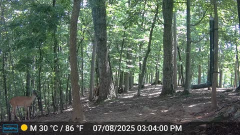The Woods – 07/09/2025