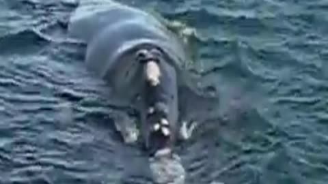 whale
