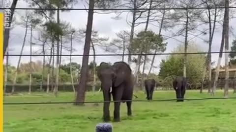 The Sheer Power of Sound, Music, Frequency: Artist Sings to Animals & They All Gather Round to Hear