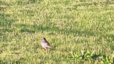 Robin eating.
