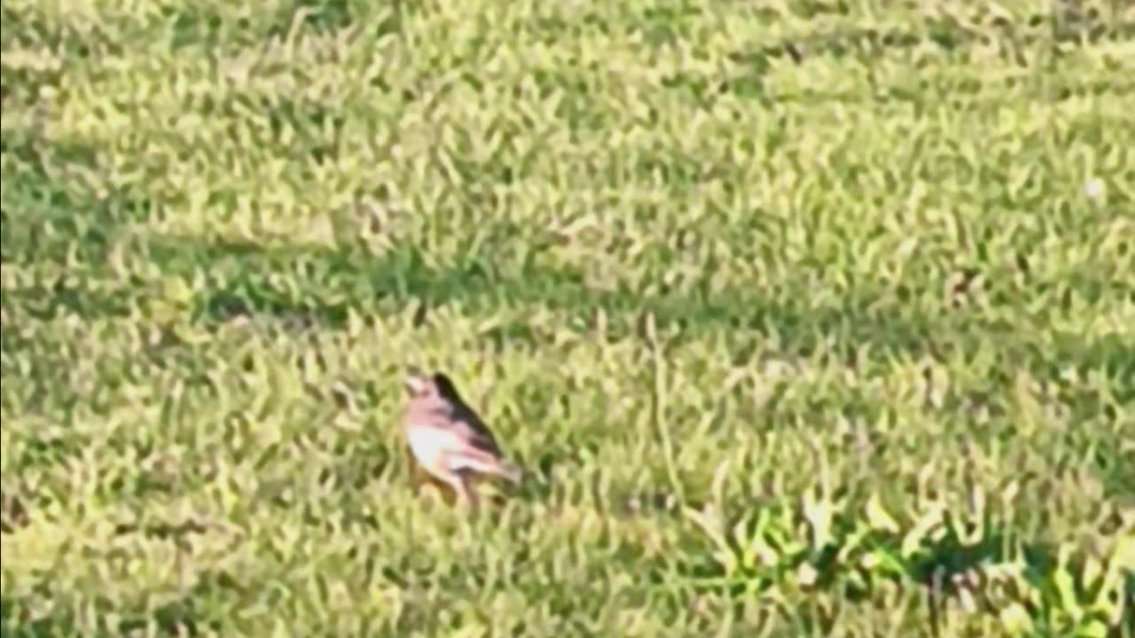 Robin eating.