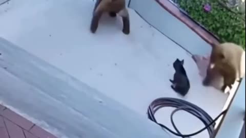 Good Guard Dog