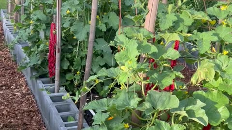 Trellis idea for watermelon and cantaloupe