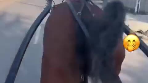 Funny Animal Videos