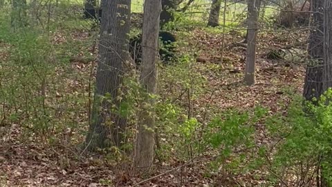 Baby Bears Practice Climbing Skills
