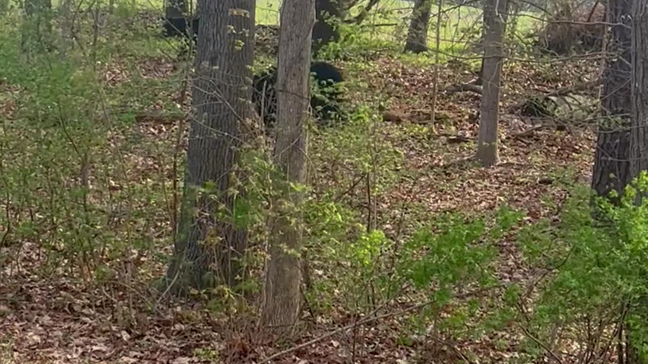 Baby Bears Practice Climbing Skills