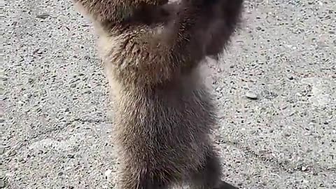 Abandoned baby bear