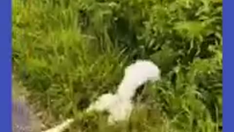 Cute animals funny moment