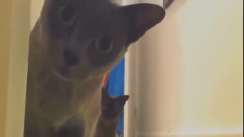 TOP jokes with cats and cats funny cats and cats best jokes with cats