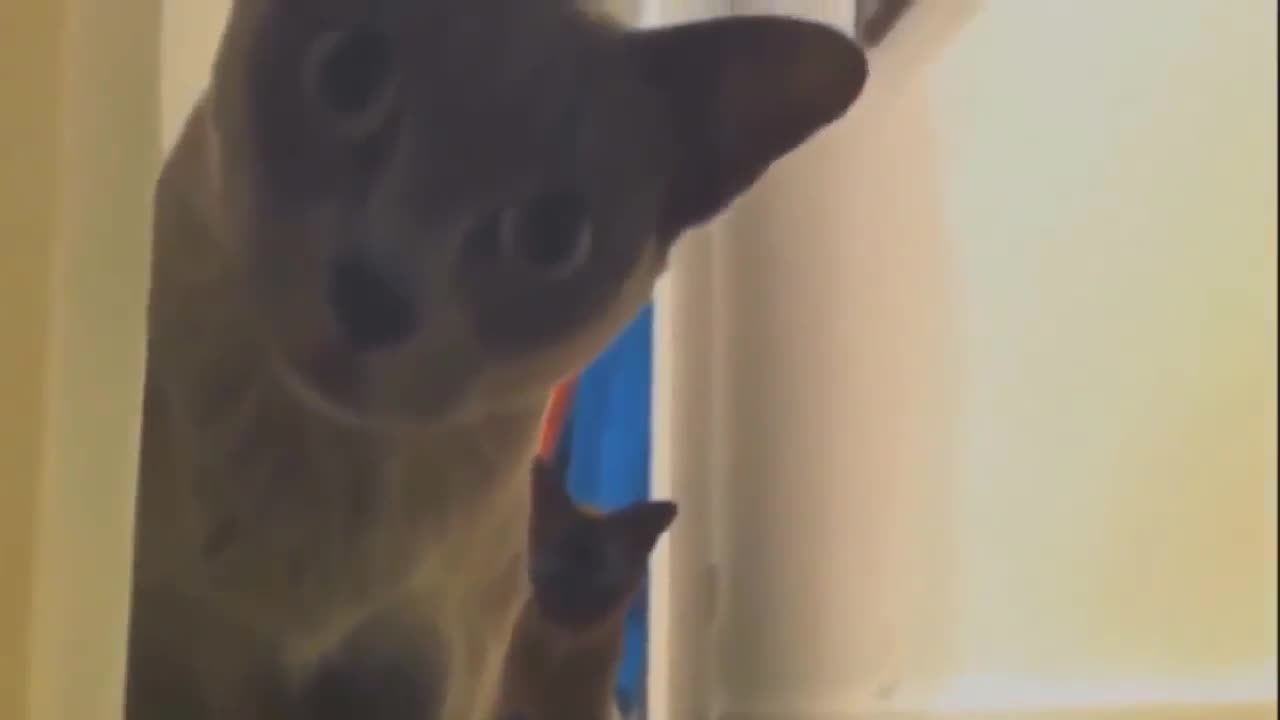 TOP jokes with cats and cats funny cats and cats best jokes with cats