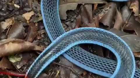The Malayan Blue Coral Snake is one of the most stunning snakes