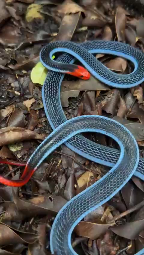 The Malayan Blue Coral Snake is one of the most stunning snakes