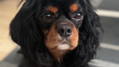 CutieCavaliers