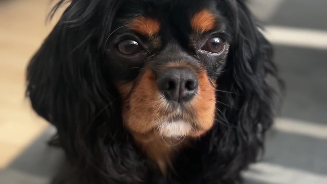 CutieCavaliers