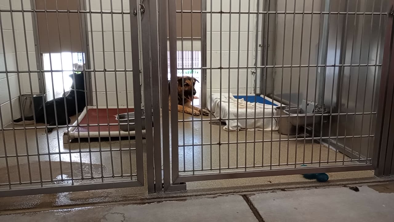 Skeeter-right 5y A845620 kennel 205 harrys haven PACC shelter progressin so slow, love him anyway