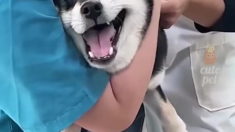 Funny Paws & Furry Laughs 🐾😂