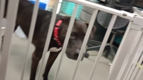 Banu 5y A707015 kennel volunteer office doggie PACC shelter he barked@me when we 1st met20250730823