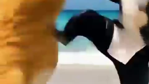 Orange cat fight with a shark. Ai cartoon orange fat cat funny video