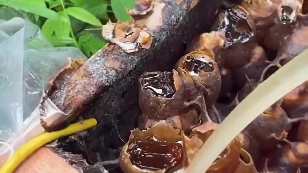 😮💥 Watch This Machine In Action! | FeedMyCuriosity