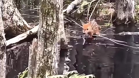 The family saved a baby deer that fell into the water