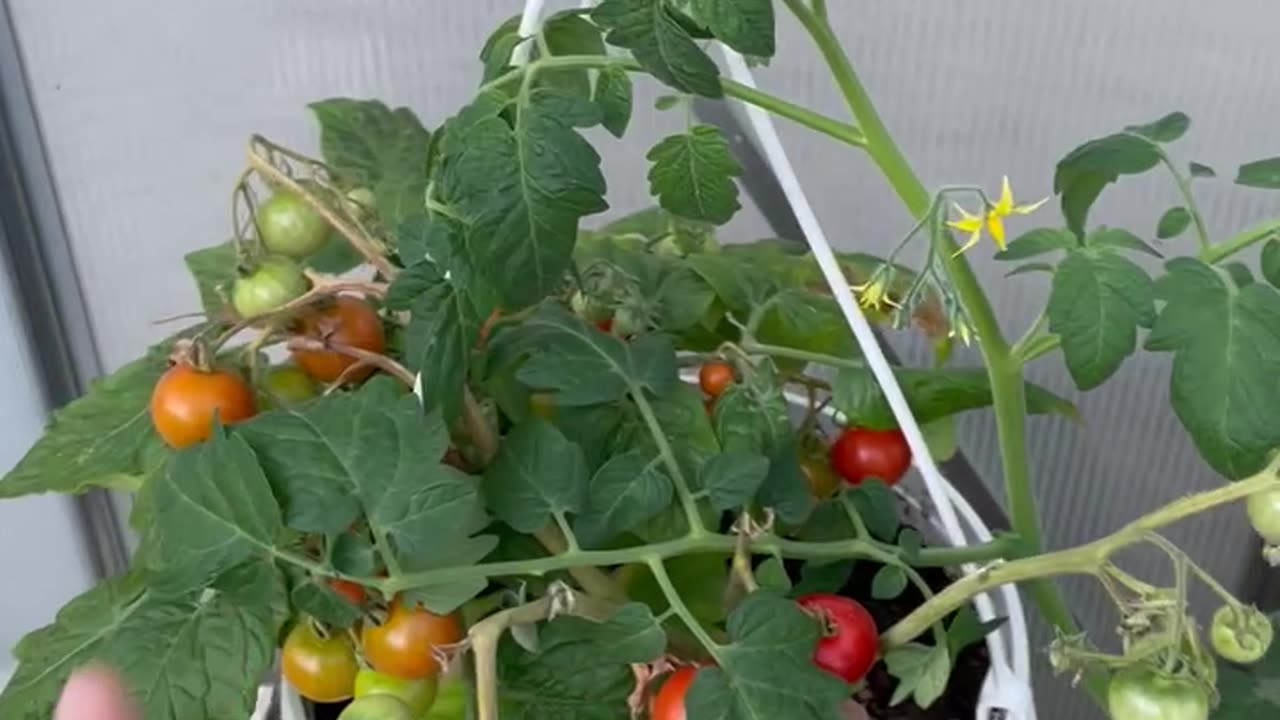Soil From Last Year