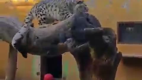 animals