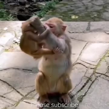 funny animals unexpected short video #funny #viral #short