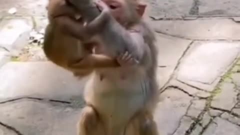 funny animals unexpected short video #funny #viral #short